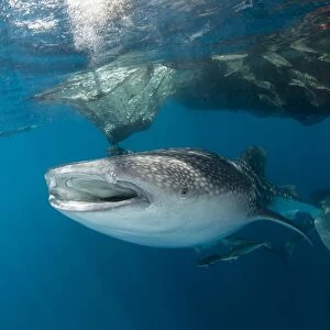 Massive whale shark swimming under fishing nets with remora in tow