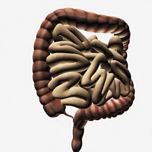 Medical illustration of the large intestine and small intestine
