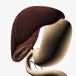 Medical illustration of the liver and stomach