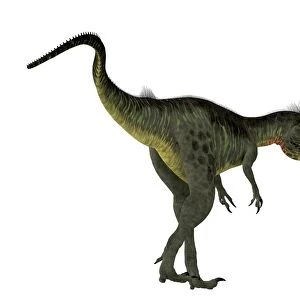 Megalosaurus dinosaur on white background