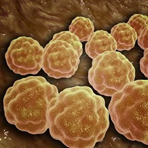 Microscopic view of Rubella virus