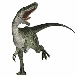 Monolophosaurus dinosaur