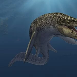 Mosasaurus hoffmanni swimming in prehistoric waters