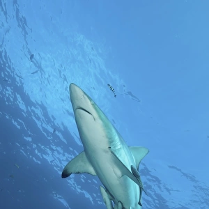 Oceanic blacktip shark with remora and pilot fish, Aliwal Shoal, South Africa