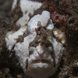 A painted frogfish blends into its environment