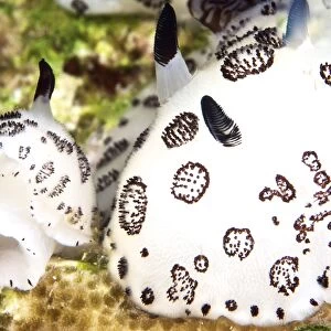 A pair of nudibranch, Papua New Guinea