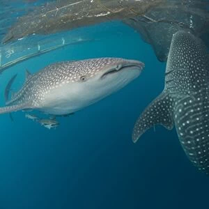 Pair of whale sharks swimming around near the surface under fishing nets
