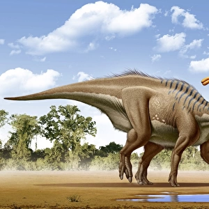 A Parasaurolophus searches for a source of water