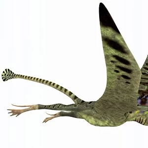 Peteinosaurus pterosaur from the Triassic Period