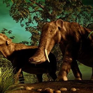 Platybelodon was a large herbivorous mammal that lived during the Miocene epoch