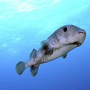Porcupine fish in swimming in the Caribbean Sea