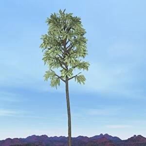 Prehistoric era Cordaites tree
