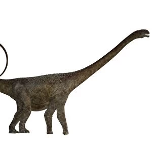 Side profile of a Malawisaurus dinosaur