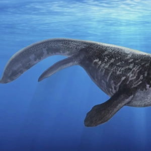 A Prognathodon saturator swimming in prehistoric waters