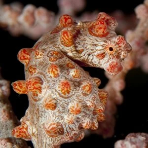 Pygmy seahorse on sea fan, Lembeh Strait, Indonesia