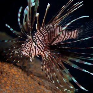 Red Lionfish flares its deadly spines