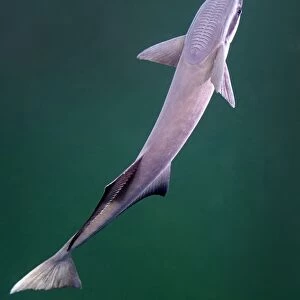 A remora fish swimming up looking for a host