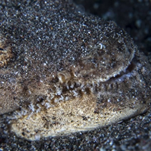 A Reptilian snake eel hides in sand