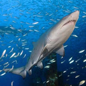Sand Tiger Shark on wreck of USCG Cutter Spar