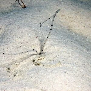 Sandworm feeding at night, Bonaire, Caribbean Netherlands