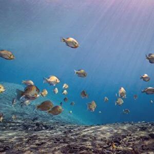 A school of Bluegill and Sunfish swim toward the light from above
