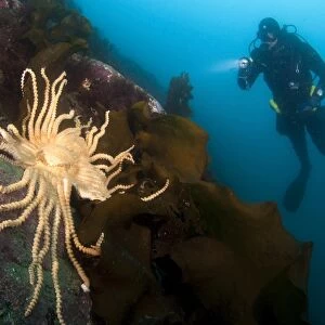 Scientific diver looks on at a giant starfish, Antarctic Peninsula