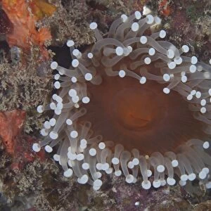 Sea anenome in the Beqa Lagoon reef, Fiji
