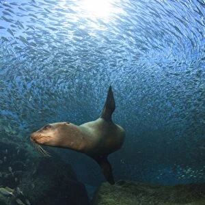 Sea lion chasing a school of bait fish, La Paz, Mexico