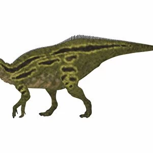 Shantungosaurus dinosaur side view