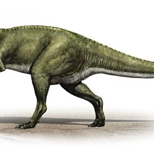 Sinraptor dongi, a prehistoric era dinosaur