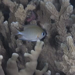 A small Ambon chromis swimming amongst coral in Fiji