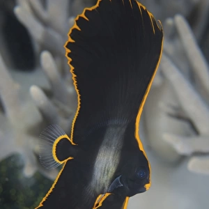A small juvenile pinnate spadefish