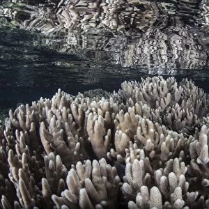Soft corals grow in shallow water in Raja Ampat, Indonesia