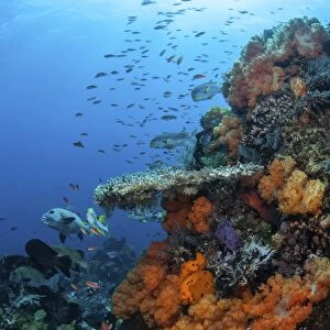 Soft and hard corals grow on a healthy reef in Indonesia