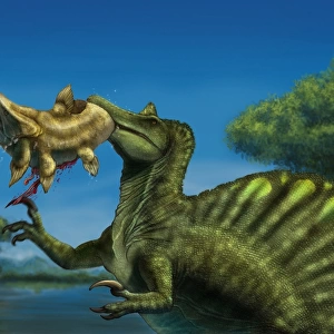 A Spinosaurus dinosaur fishing Mawsonias in a mangrove