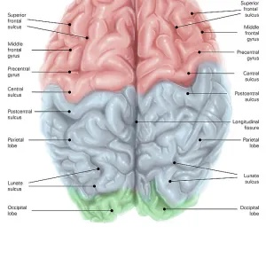 Superior view of human brain with colored lobes and labels