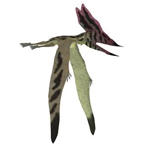Thalassodromeus pterosaur on white background