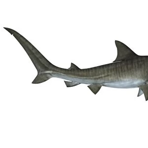 Tiger shark illustration