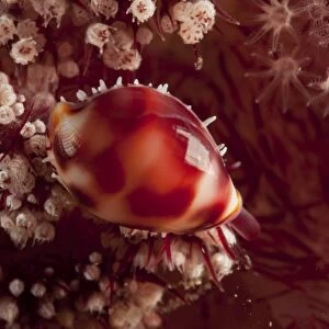 Tiny cowrie shell on dendronephtya soft coral, Indonesia