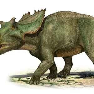 Utahceratops gettyi, a prehistoric era dinosaur