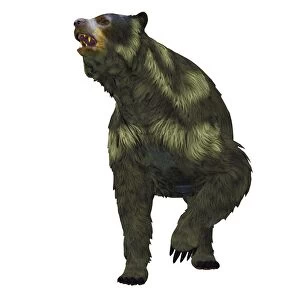 Front view of an Arctodus short-faced bear