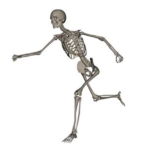 Front view of human skeleton running
