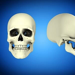 Front view and side view of human skull