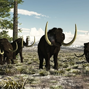 Woolly Mammoths in the prehistoric northern hemisphere