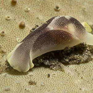 Yellow and brown headshield slug on beige coral, Komodo, Indonesia