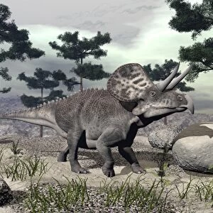 Zuniceratops dinosaur walking on a hill with large rocks and pine trees