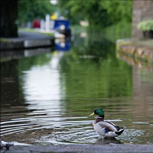 Image of ducks bathing in the canal at Linlithgow