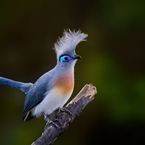 Cuckoos Collection: Crested Coua