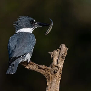 Kingfishers Collection: Collared Kingfisher