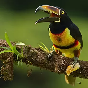 Toucans Collection: Green Billed Toucan